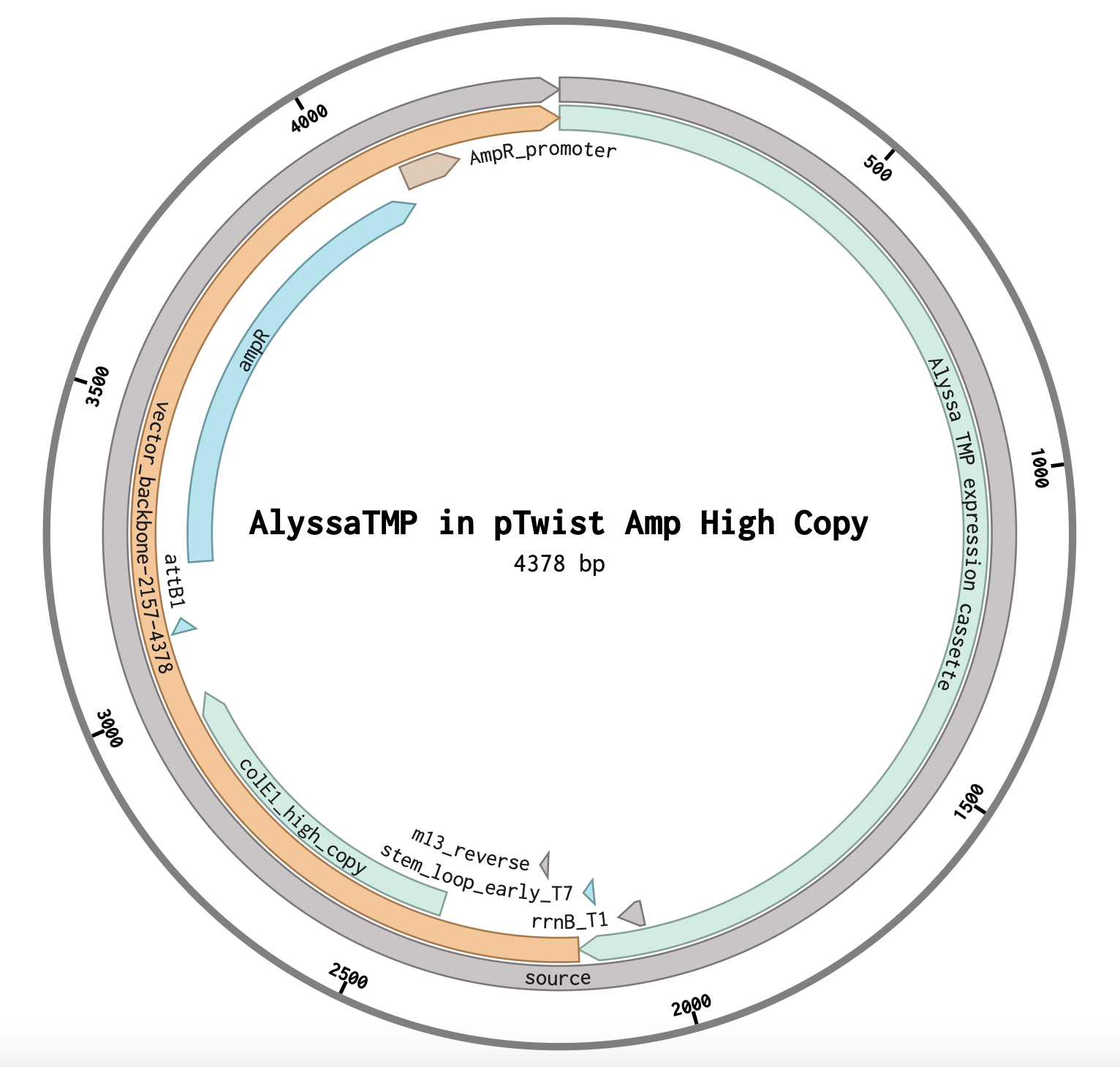 Alyssa TMP in plasmid