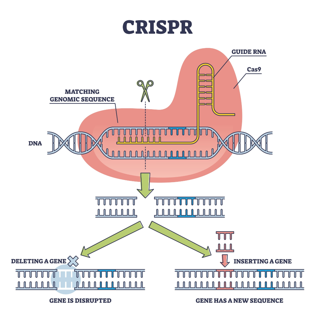 CRISPR Cas9 Mechanism