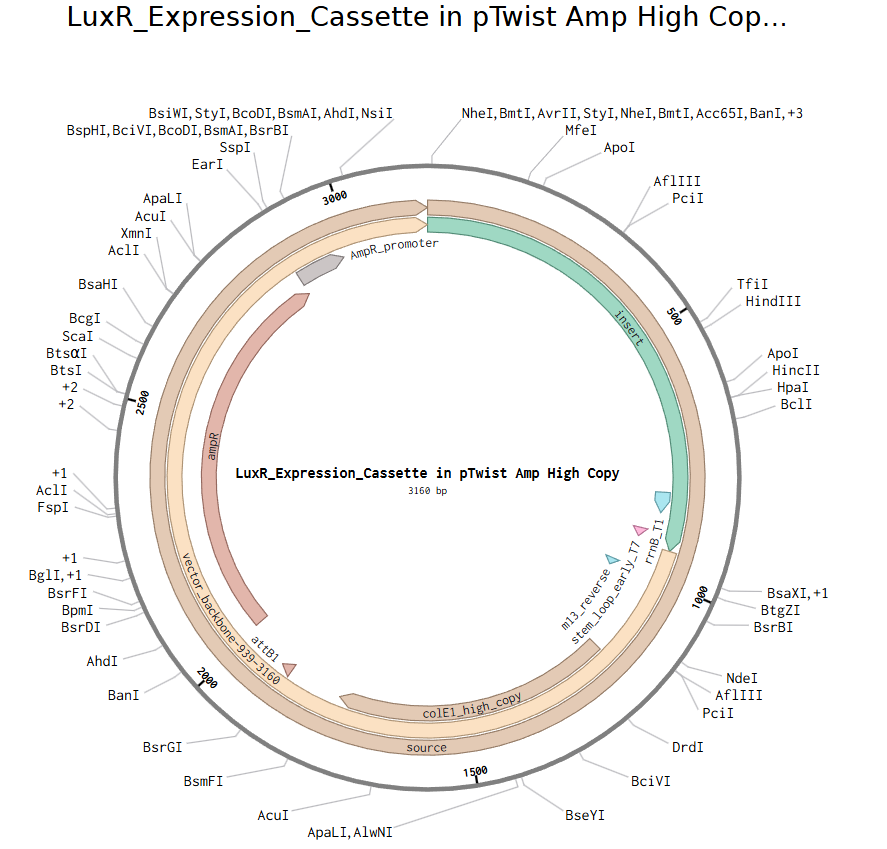 LuxR Plasmid Map