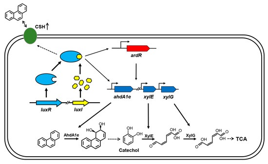 LuxR Quorum Sensing