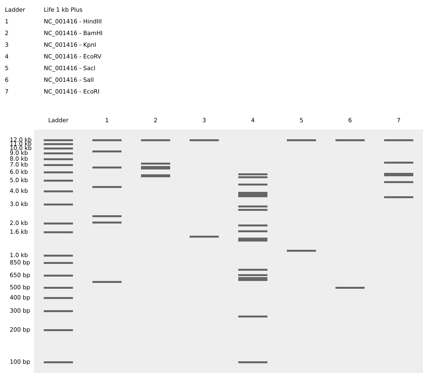 Virtual digest gel — NC_001416 digested with HindIII, BamHI, KpnI, EcoRV, SacI, SalI, EcoRI; Life 1 kb Plus ladder