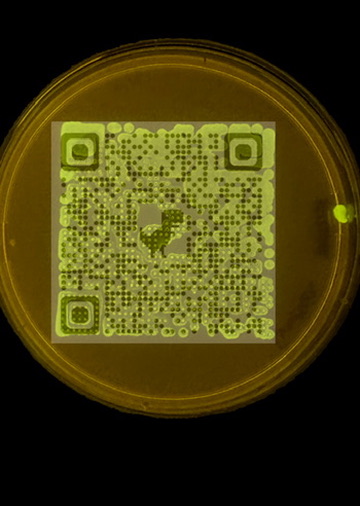 T-Rex QR code — fluorescent bacteria on charcoal agar under UV
