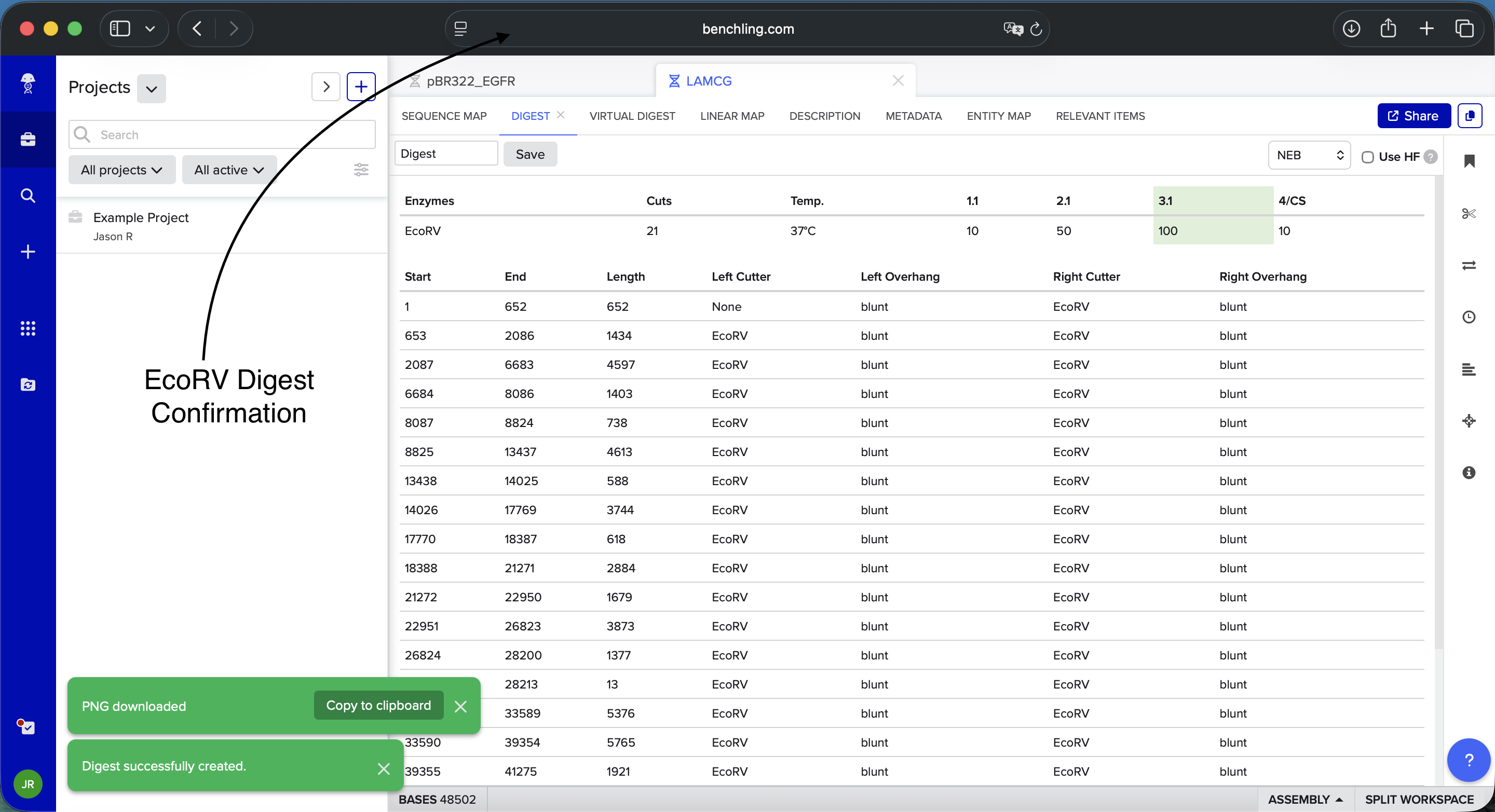 EcoRV Enzyme Digest Confirmation