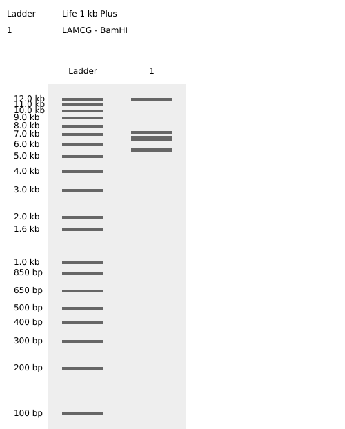 BamHI Enzyme Digest Confirmation_Virtual Digest