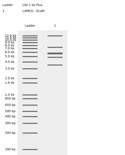 EcoRI Enzyme Digest Confirmation_Virtual Digest
