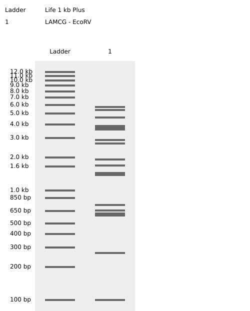 EcoRV Enzyme Digest Confirmation_Virtual Digest
