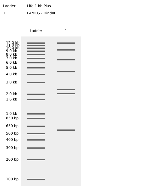 HindIII Enzyme Digest Confirmation_Virtual Digest