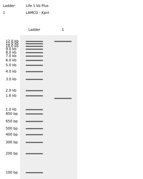 KpnI Enzyme Digest Confirmation_Virtual Digest