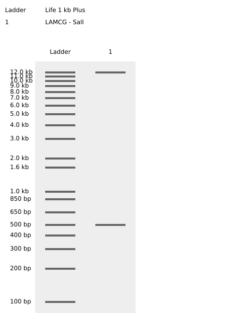 SalI Enzyme Digest Confirmation