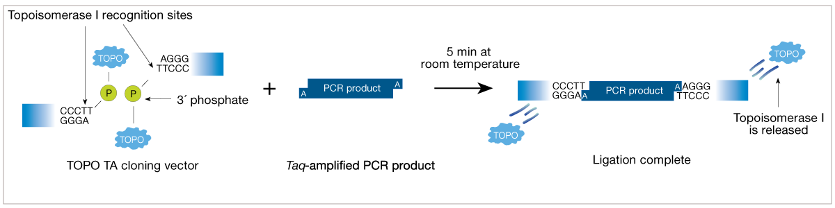 TOPO_Diagram