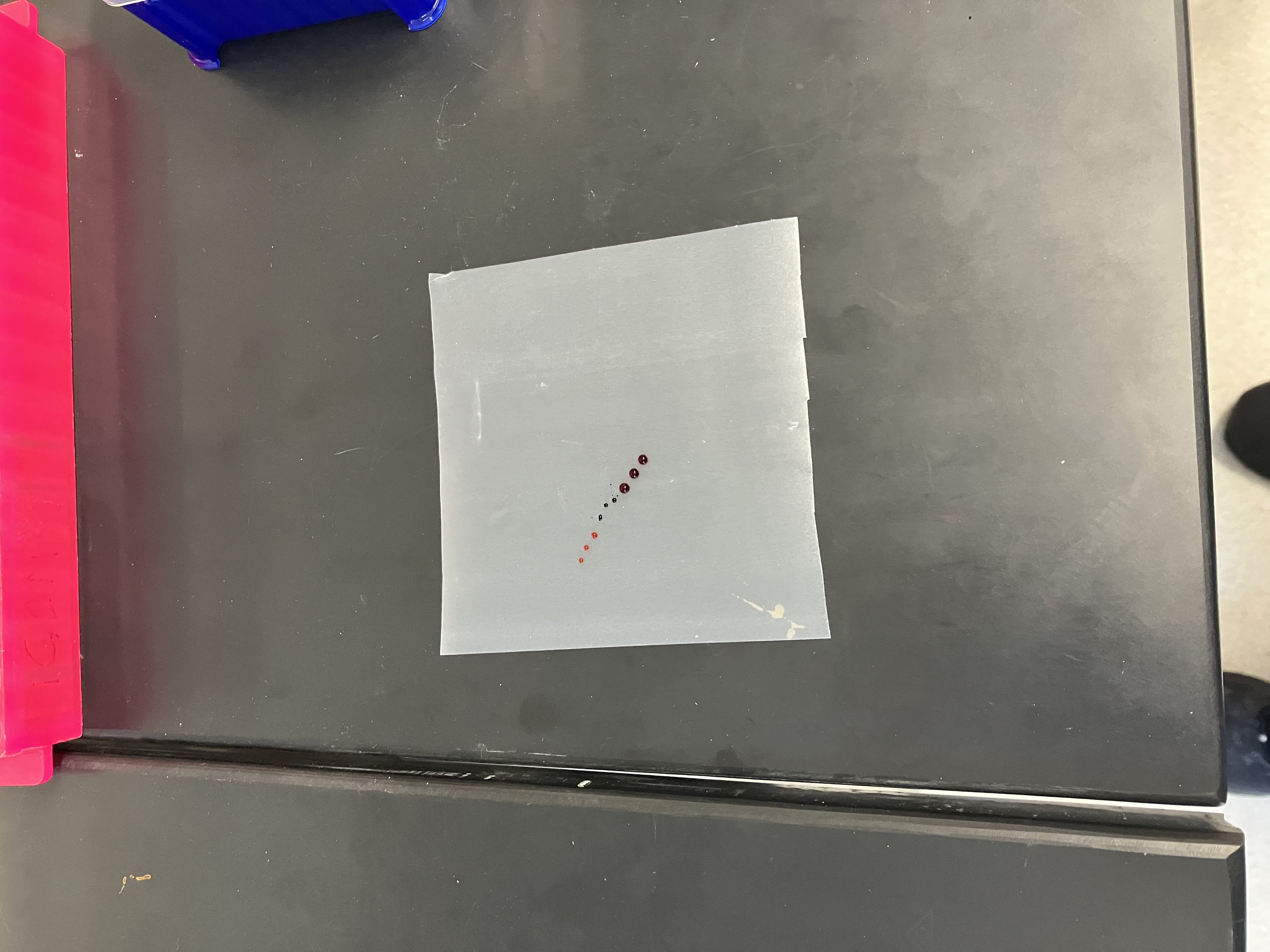 Pipetting_Tuesday_8