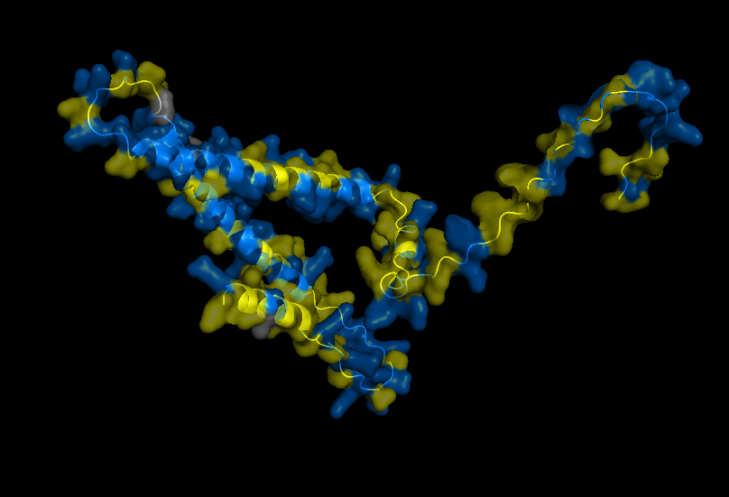 Hydrophobic (yellow) and Hydrophilic( Blue) VIew