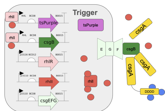 Trigger Strain