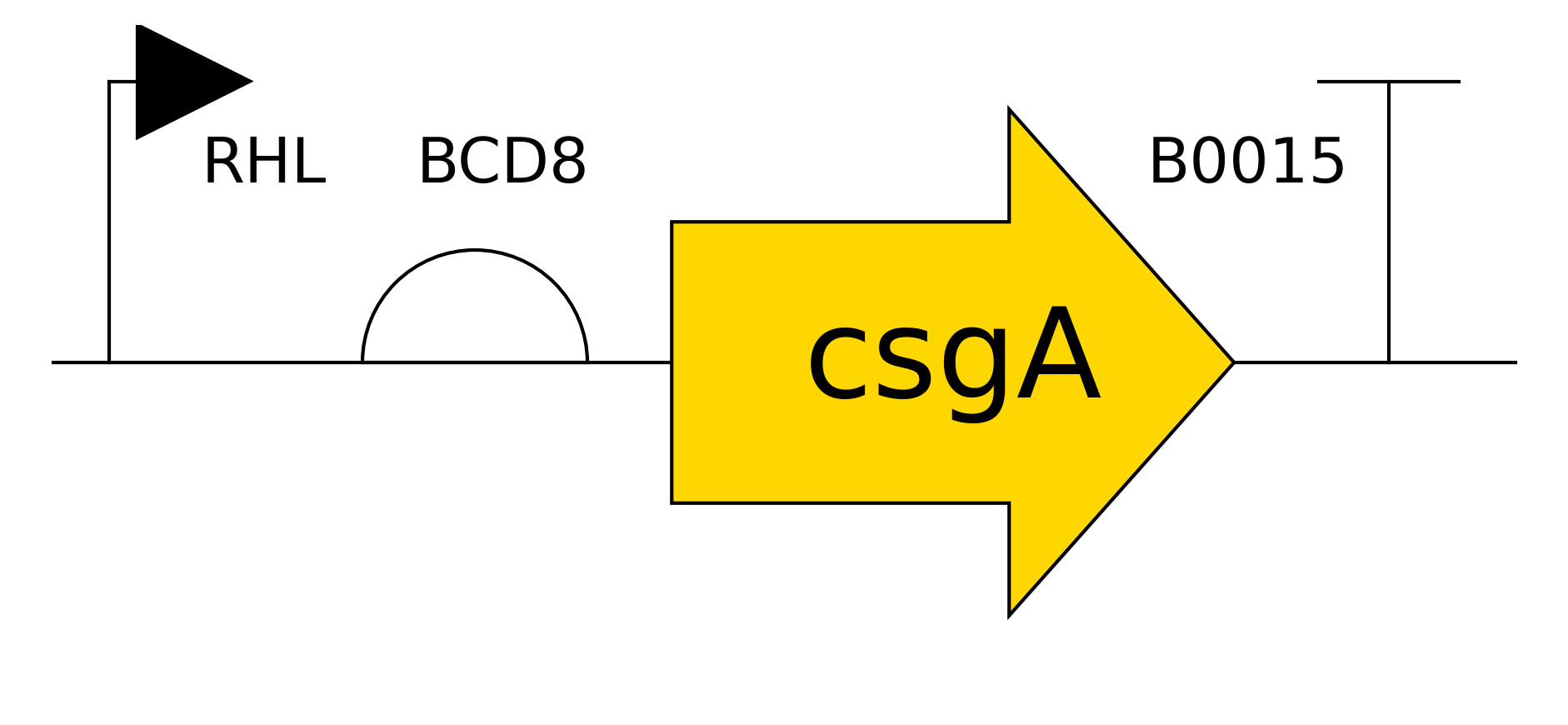 csgA+DDD