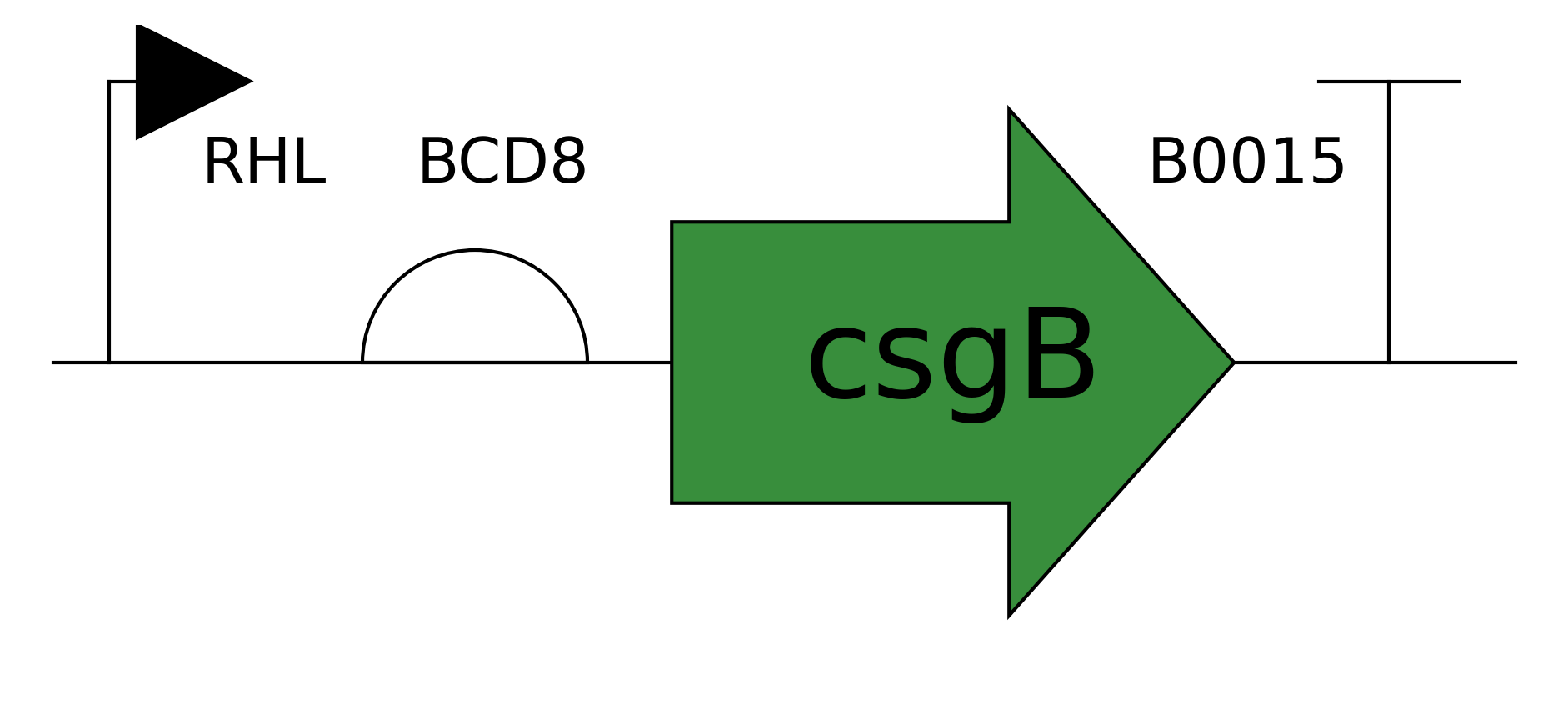 csgB