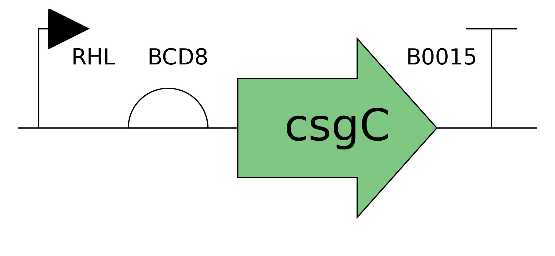 csgC