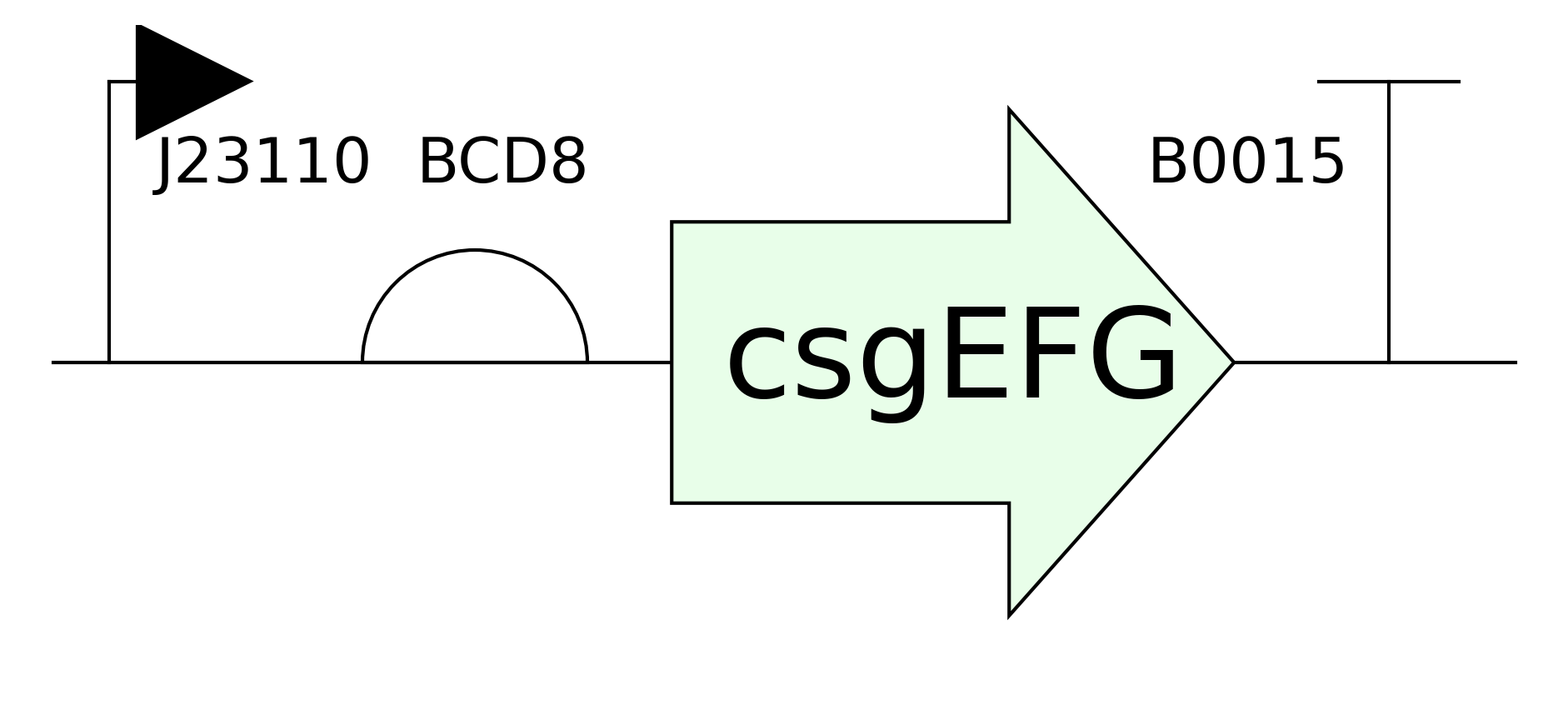 csgEFG