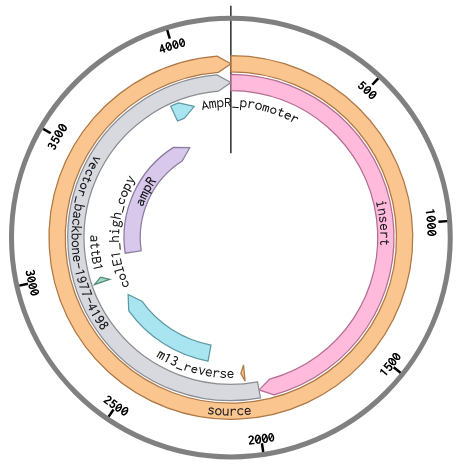 circular map of plasmid to order from Twist