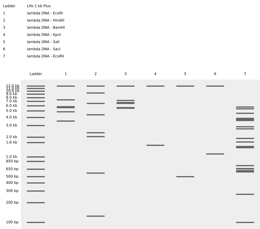 Multiple restriction enzyme digestions