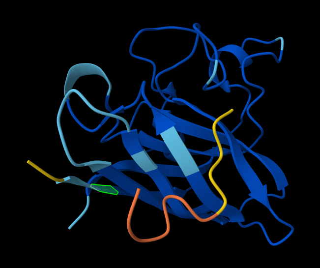 AlphaFold model with peptide4