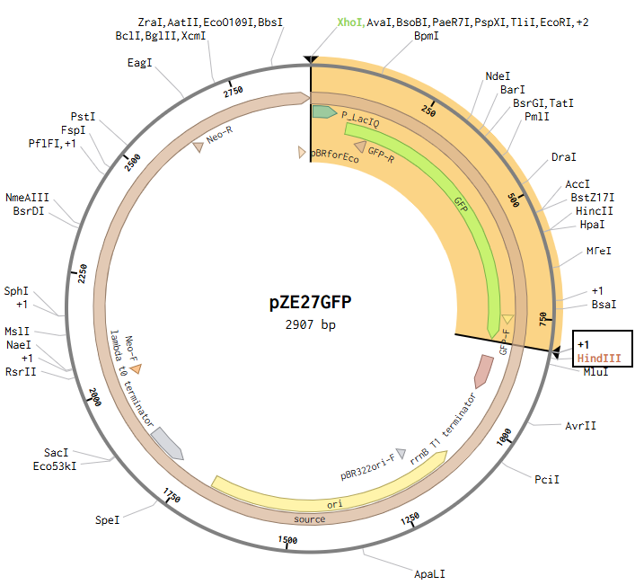 pZE27GFP plasmid map
