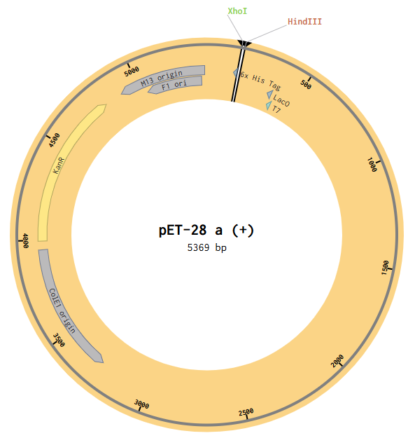 pET28a(+) plasmid map