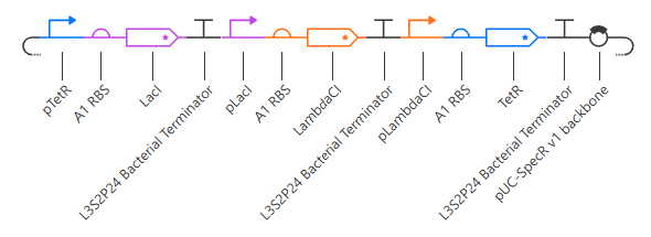 repressilator from Bacterial Demo repo