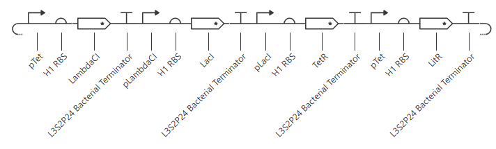 second repressilator circuit