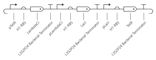 third repressilator circuit