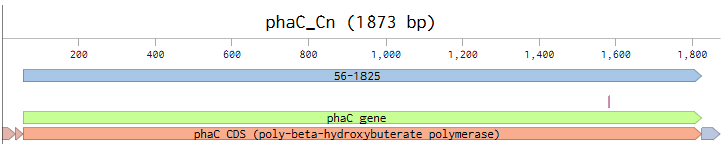 first DNA design, Benchling sequence
