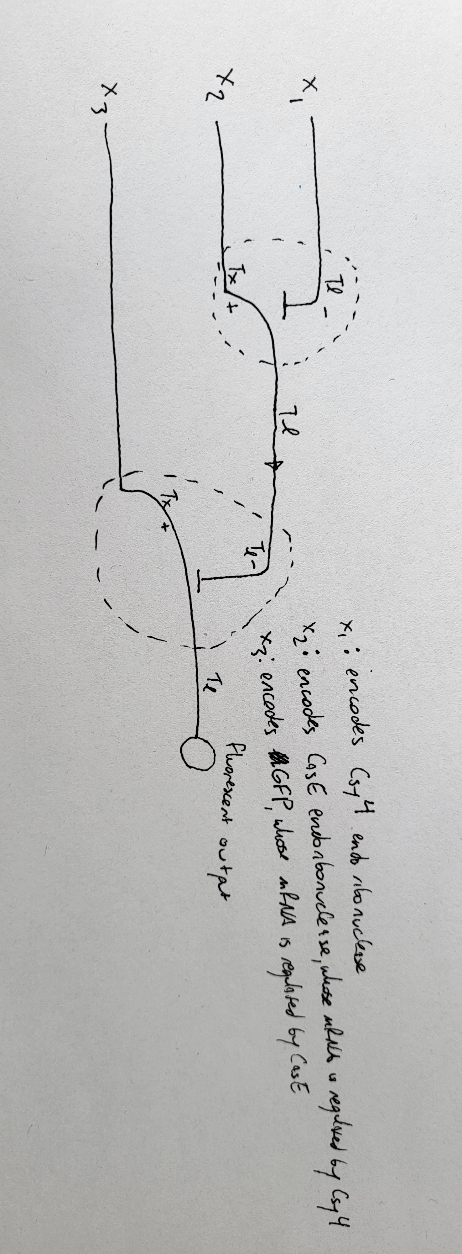 two-layer perceptron
