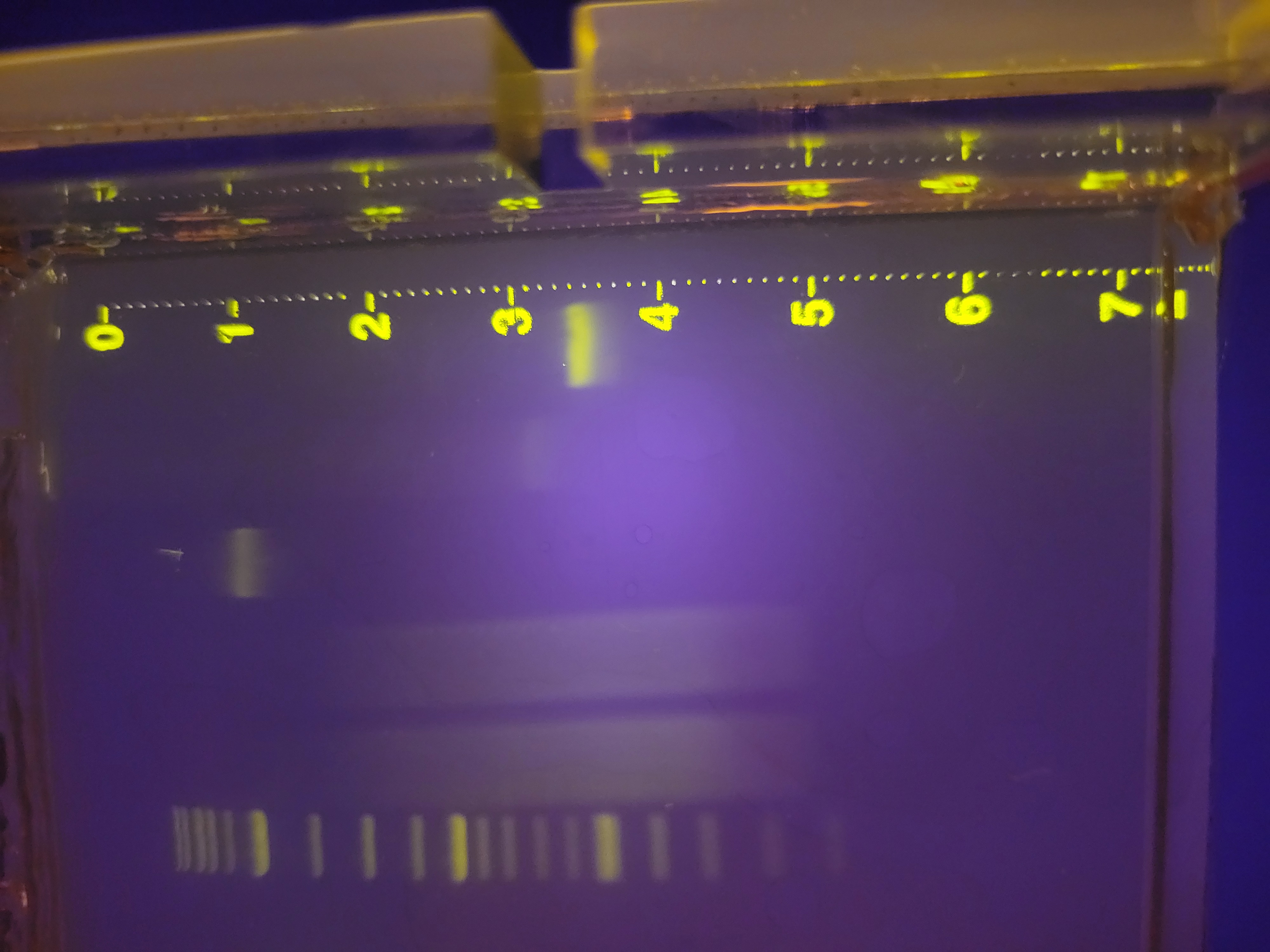 gDNA digest gel imaging