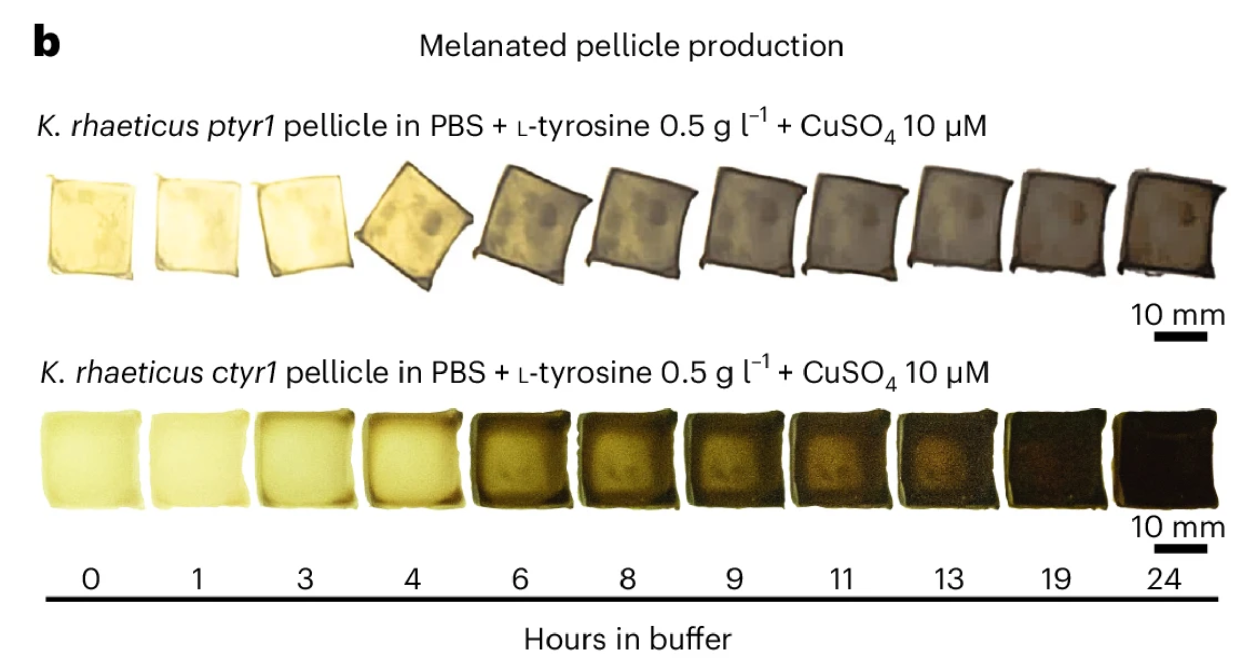 Research paper mentioned