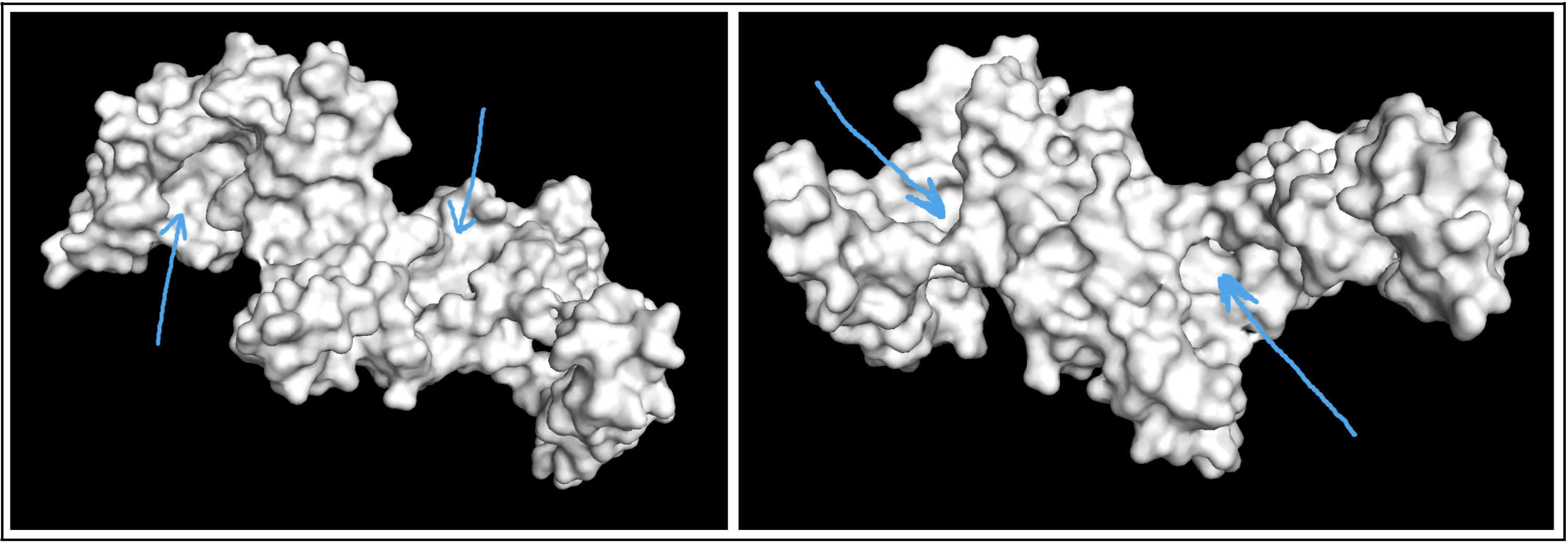 Surface visualization of protein