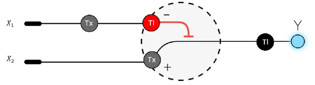 Intracellular Single-layer Perceptron