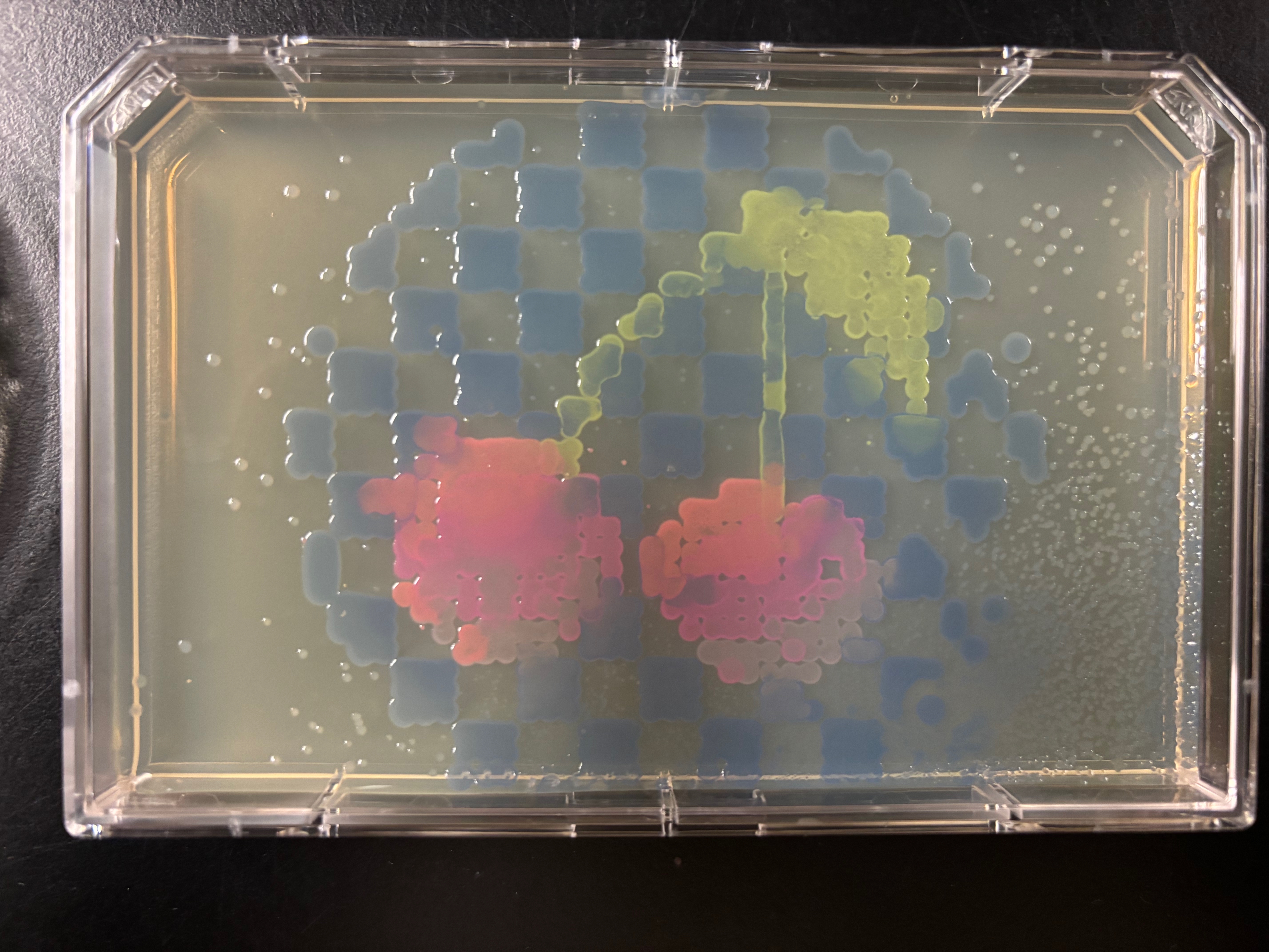 plate