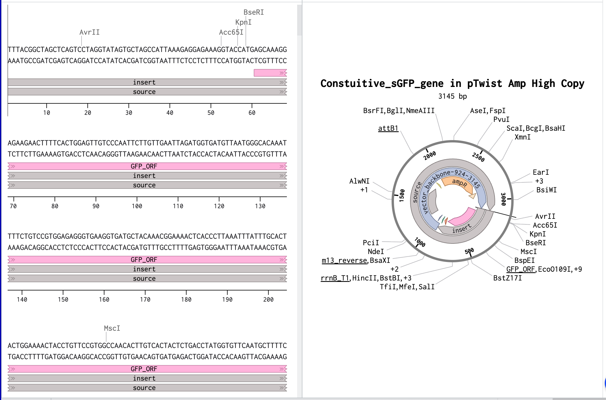 Finalized DNA Construct