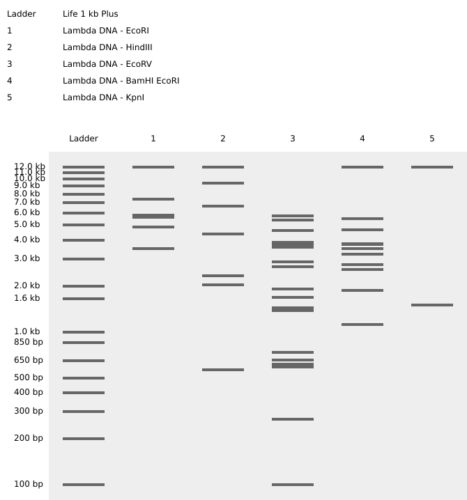Restrictive Enzyme digest of lambda DNA on Benchling