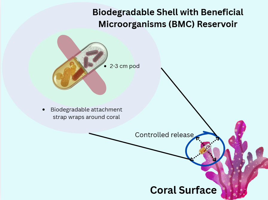 Coral probiotic pod sketch