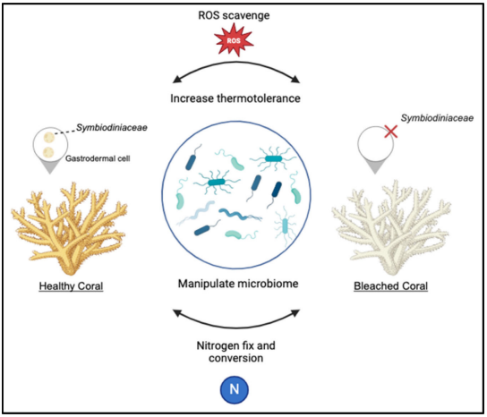 Engineered microbes diagram