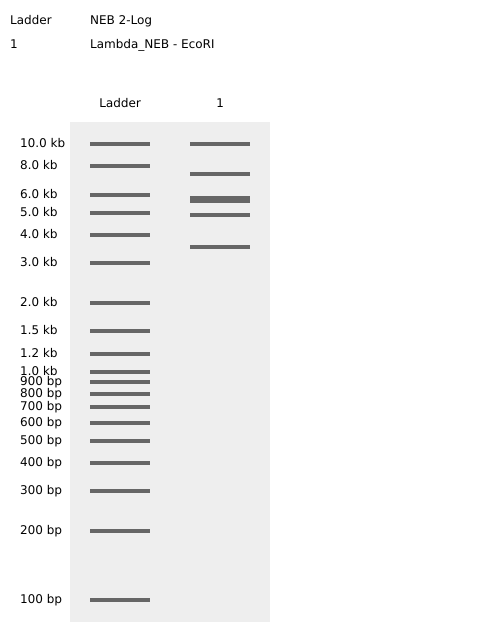 EcoRI virtual digest