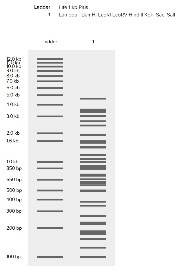 benchling image