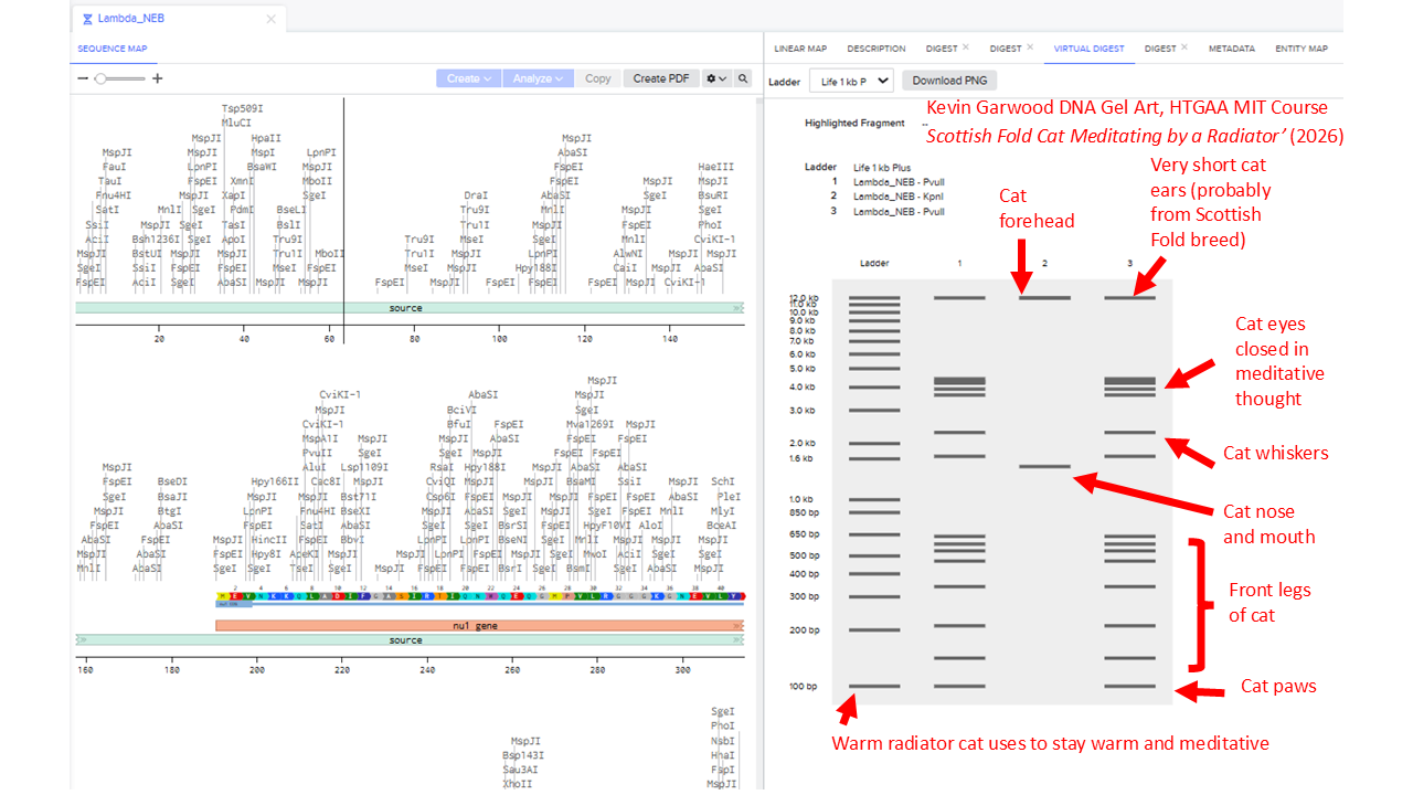 Scottish Fold Cat Meditating by a Radiator