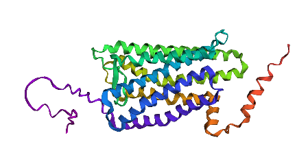 Folding rhodopsin lots of changes