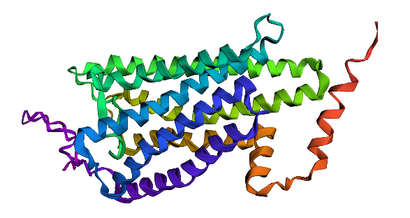 Folding rhodopsin no changes