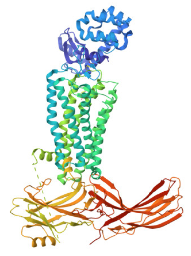 rhodopsin