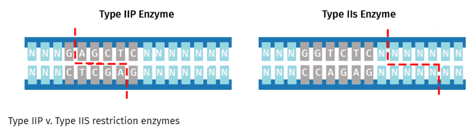 Type IIP v. Type IIS restriction enzymes