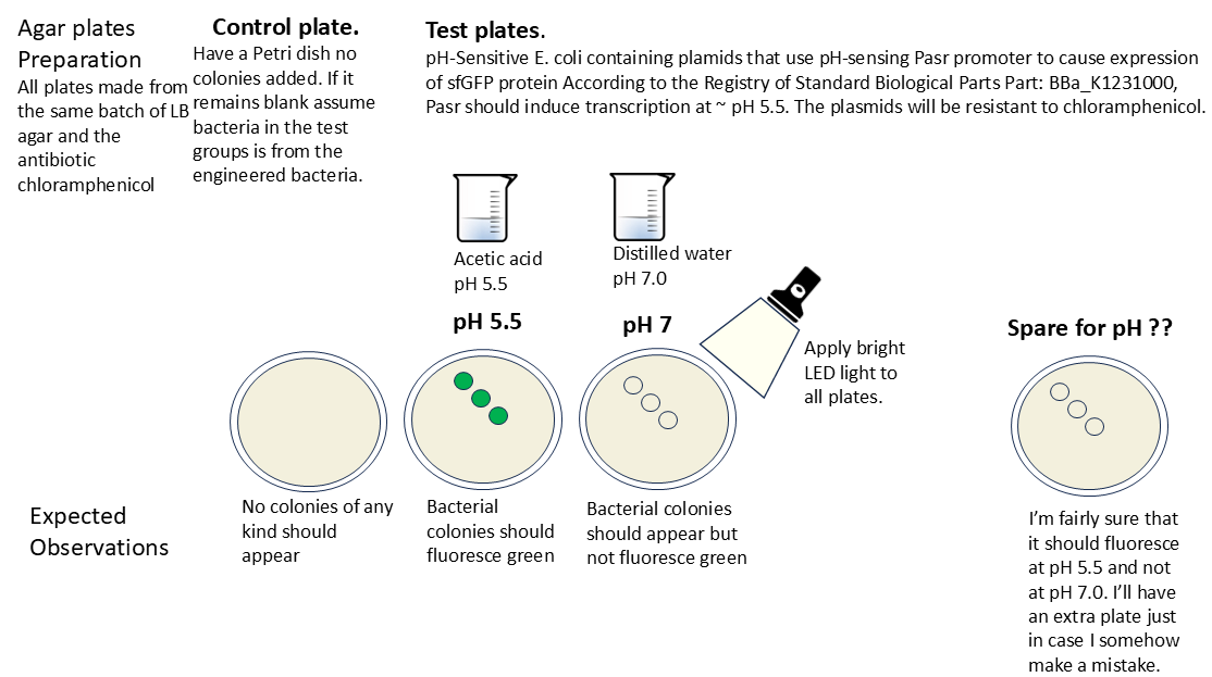 Testing the genetic circuit works