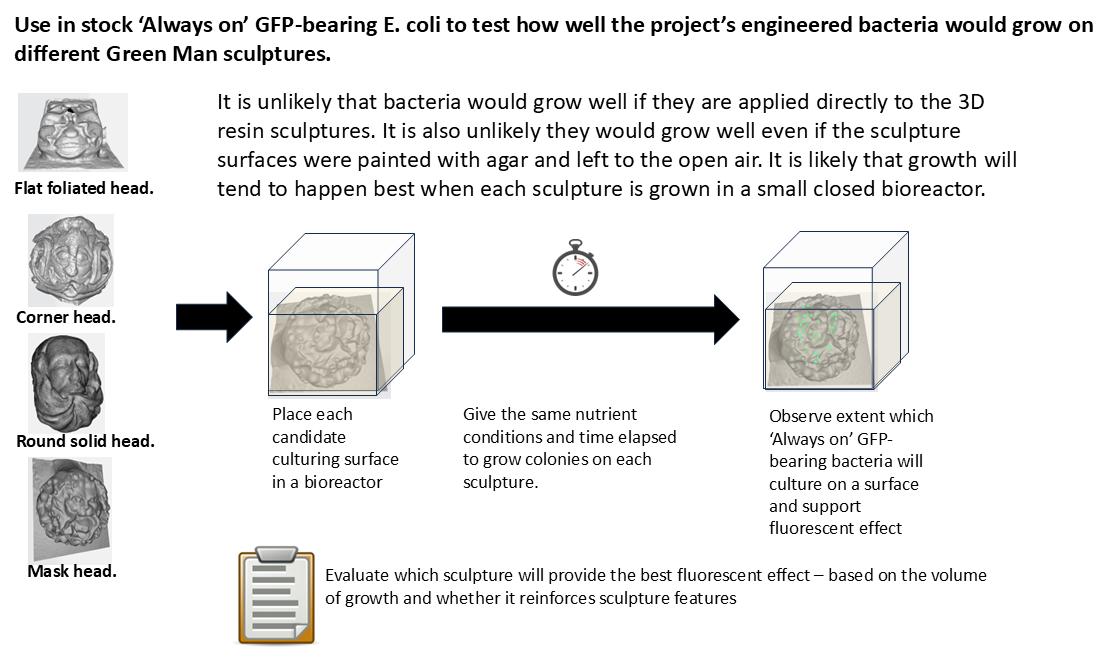 Culture Always On GFP-bearing E. coli Strain K12