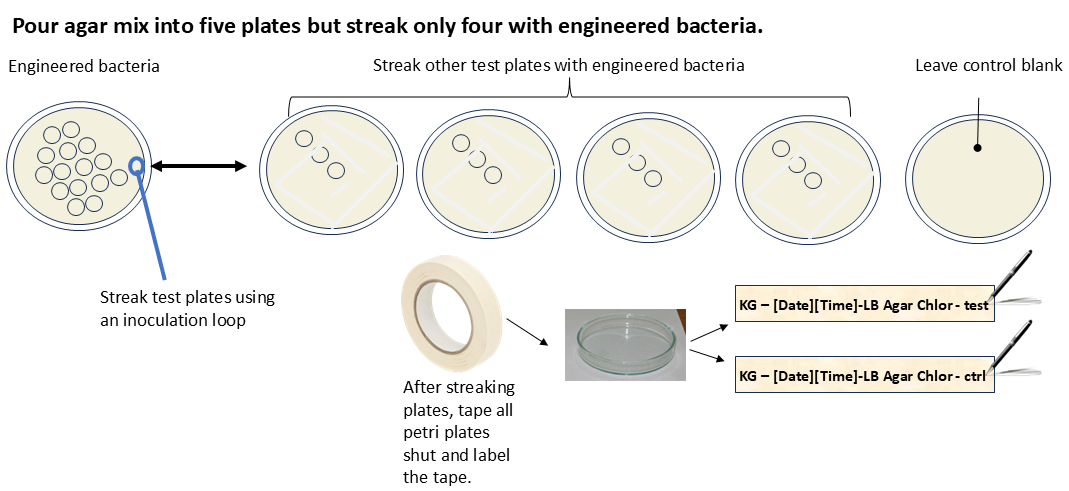 Streak plates with engineered bacteria